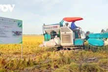 La Banque mondiale a promis des prêts de 350 millions de dollars pour aider le Vietnam à développer un million d’hectares de riz à faible émission de carbone . Photo : VOV