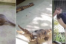 Des animaux sauvages à Tây Ninh. Photo : tayninhonline.vn