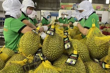 Les légumes et les fruits sont les principaux produits d'exportation du Vietnam vers la Chine. Photo : congthuong.vn