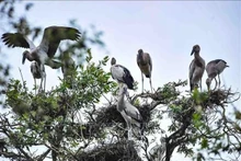 Au parc national de Tràm Chim, province de Dông Thap. Photo: VNA