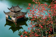 Fin mars, le kapokier fleurit brillamment devant la pagode Thay, reconnue comme « destination touristique nationale spéciale » en 2023. Photo : NDEL.