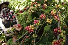 Le Vietnam dispose actuellement d’un grand avantage avec une offre abondante de Robusta, des coûts compétitifs et une qualité de plus en plus améliorée. Photo : NDEL.