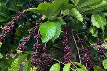 Au cours des deux premiers mois de 2024, le Vietnam a exporté 394 167 tonnes de café. Photo : congthuong.vn