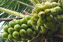 Le Vietnam a pour objectif de posséder plus de 200 000 ha de cocotiers à l’échelle nationale d’ici 2030. Photo : congthuong.vn