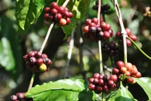 Au cours des 5 premiers mois de 2024, la Chine a augmenté ses importations de café en provenance du Vietnam avec une augmentation de 25 % en volume. Photo : congthuong.vn