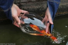 Les carpes rouges qui servent à Ông Táo de véhicule pour monter au ciel. Photo : VNA