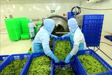 6,7 milliards de dollars d’excédent commercial pour les produits agricoles, sylvicoles et aquacoles
