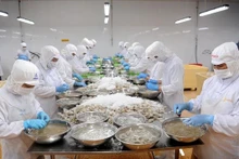 Une usine de transformation des crevettes pour les exportations. Photo : VNA