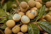 Photo : baoquocte.vn