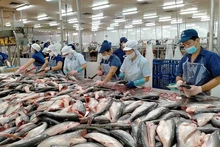 Les exportations vietnamiennes de poisson chat ont connu une hausse de 41 % après 10 ans 