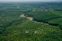La forêt dans la province de Quang Tri. Photo: VNA