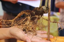 Ngoc Linh figure parmi les meilleures espèces de ginseng du monde pour ses vertus pharmaceutiques miraculeuses qu’aucune autre espèce ne dispose. Photo : VNA.
