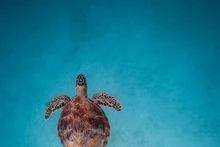 La photo "Turtle Dream" du photographe Nguyen Ngoc Thien. Photo : CPV