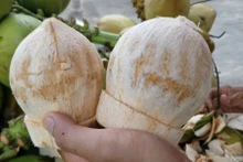 Les États-Unis donnent leur feu vert aux noix de coco du Vietnam