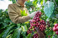 Récolte du café. Photo : baocongthuong