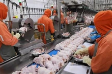 Transformation de la viande de poulet dans l'usine de la société C.P Vietnam dans le parc industriel de Phu Nghia, district de Chuong My, en banlieue de la capitale Hanoï. Photo : VNA.