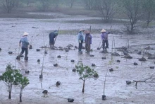 Lancement d'un projet de restauration des mangroves à Ninh Binh financé par la R. de Corée. Photo : VNA.