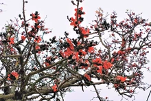 Cette saison, en longeant la rivière Câu, nous verrons de nombreux « cây gạo » fleurir avec des fleurs rouge vif. Photo : Minh Minh.