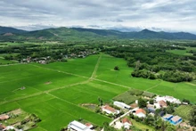 Quang Nam compte 75 projets de liaison dans les domaines de la culture et de l'élevage, dont 66 projets de liaison pour la culture du riz, des légumes, des arbres fruitiers et l'élevage. Photo: NDEL