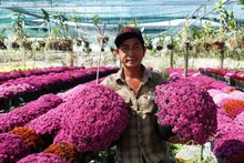 Les pépinières de Sa Dec fourniront au marché du Têt environ 75 000 paniers de chrysanthème morifolium, 100 000 paniers de chrysanthèmes de Taïwan, et 100 000 paniers de chrysanthèmes morifolium colorés sud-coréens. Photo: kinhtedothi