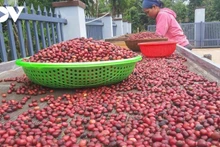 Avec Êđê Café, les villageois de Kla se sont de temps en temps habitués à récolter des cerises de café entièrement mûres. Photo: VOV
