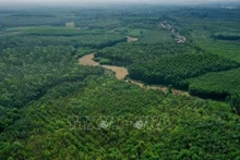 Superficie forestière du district de Gio Linh, province de Quang Tri. Photo d'illustration : VNA.