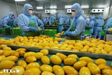 Le Vietnam vise 8 milliards de dollars de valeur d'exportation de fruits et légumes en 2025. Photo: VNA