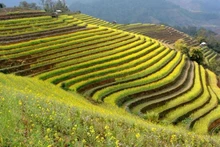 Un champ en terrasses dans la province montagneuse de Yên Bai. Photo : VNA.