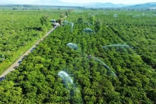 Arrosage du café à l'aide du système d'irrigation économes en eau dans un champ dans la commune de Dak Mar, district de Dak Ha, province de Kon Tum. Photo : NDEL
