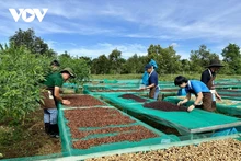 Le café de Buon Ma Thuot a été reconnu par l’Union européenne comme indication géographique du Vietnam. Photo : VOV.