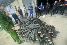 Les ivoires illégales saisies à la ville de Hai Phong (au Nord-Est du Vietnam). Photo : VNA.