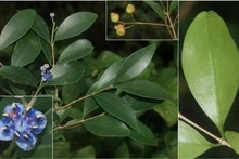 « Sầm cuống dài » (Memecylon longipedunculatum), une nouvelle espèce de la famille des Melastomataceae. Photo : Institut de biologie tropicale du Vietnam.