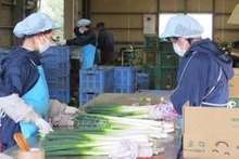 Les ressortissants vietnamiens représentent la plus grande proportion de la population de travailleurs étrangers au Japon. Photo: VNA
