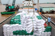 Le prix du riz vietnamien exporté est le plus élevé au monde. Photo : VNA