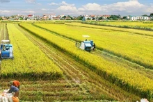 Le delta du Mékong, grenier à riz du Vietnam. Photo : VNA.