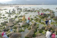 Ran Nam Ô lors de la saison de la mousse verte. Photo: NDEL
