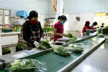 Emballage de légumes bio chez une coopération à Hanoï. Photo : VNA.