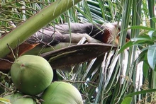 Un douc langur à pattes grises a été vu dans le village de Cam Tu, commune de Hoa Kien. Photo: VNA