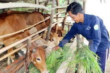Le Vietnam compte 1 972 767 ménages souffrant de pauvreté multidimensionnelle