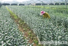 Plantation de fleurs dans le district de Tien Du. Photo: bacninh.gov.vn