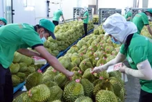 Le durian figure parmi les produits préférés sur le marché chinois. Photo : thanhnien.vn