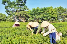 Récolte du thé dans la commune de Quang Long, district de Hai Ha, province de Quang Ninh. Photo : NDEL