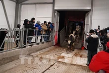 TH-RUS accueille près de 2 400 vaches laitières dans une nouvelle ferme à Kaluga. Photo: VNA