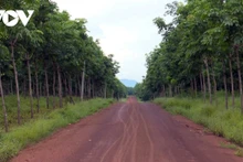 Un certain nombre de projets de culture de caoutchouc du Vietnam dans la province d'Attapeu, au Sud du Laos, ont obtenu des résultats positifs depuis 2008. Photo: VOV