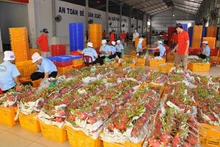 La Chine importe principalement des fruits du dragon du Vietnam. Photo: NDEL