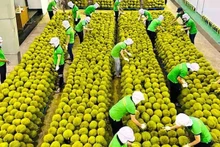 Exportation du durian vers la Chine. Photo : VNA.