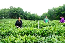Photo: baothainguyen.vn