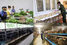 Bac Giang multiplie des modèles de garantie de la sécurité sanitaire des aliments. Photo: bacgiang.gov.vn