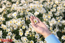 Les champs de marguerites annoncent l’hiver