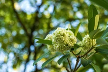 Les fleurs d’alstonia, la beauté et le parfum typiques de Hanoï